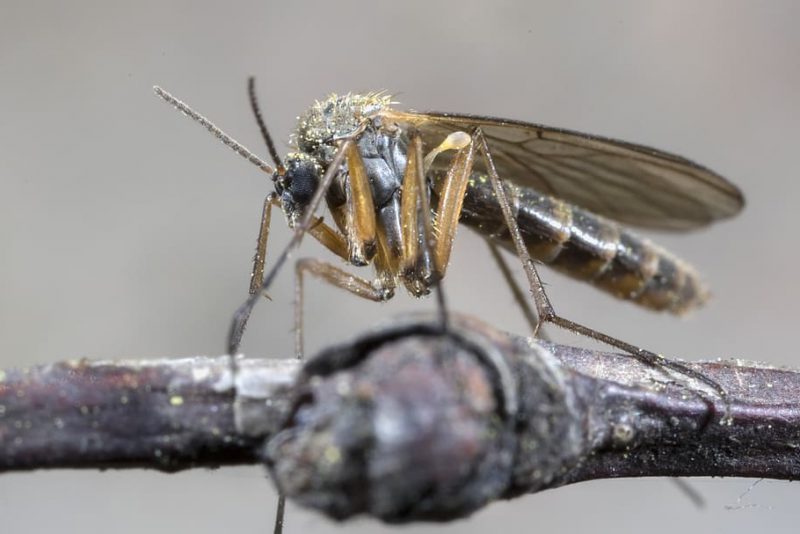 Si la biodiversidad disminuye se multiplicarán los virus