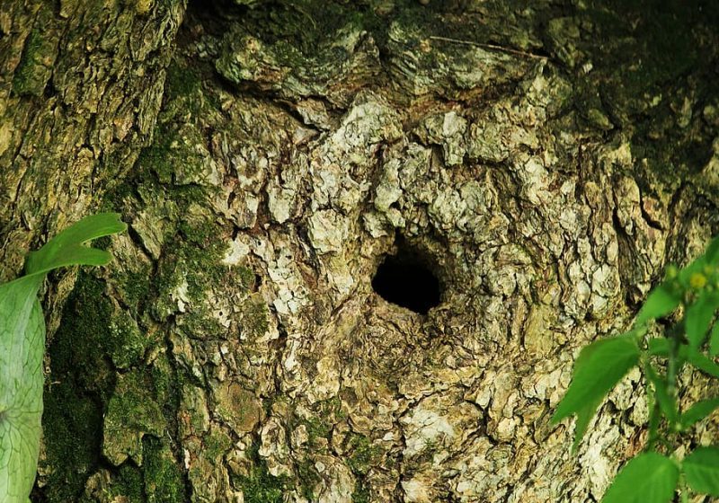 La deforestación acaba con las aves que anidan en cavidades