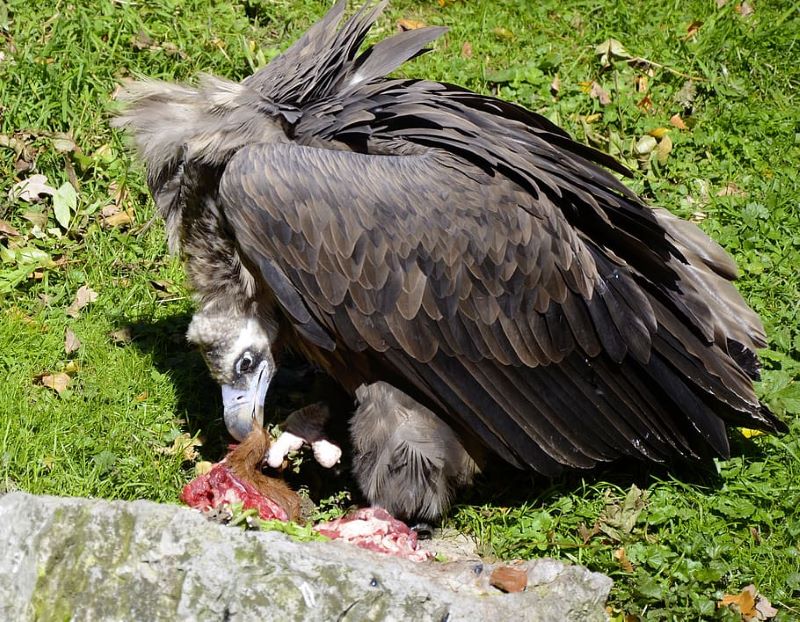 vulture black vulture bird of prey fresen scavengers raptor