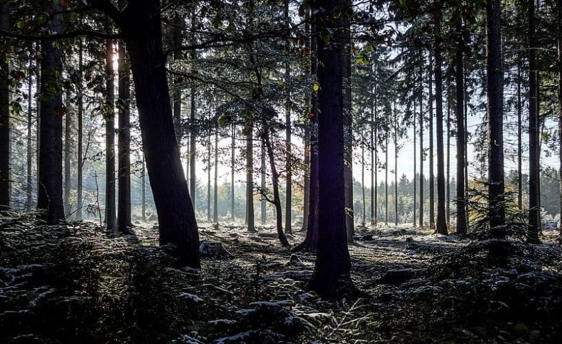 Día Internacional contra los Monocultivos de árboles