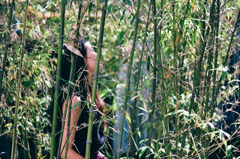 El problema del bambú que florece cada 120 años