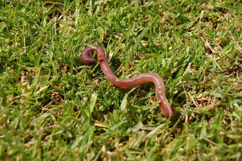 Sin lombrices de tierra: adiós cereales