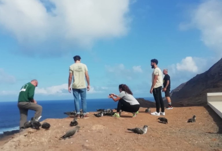 Rescatando pardelas deslumbradas por la contaminación lumínica