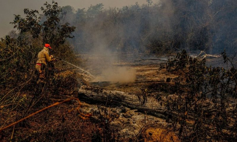 Incendios forestales arrasaron el bioma del Pantanal en Brasil