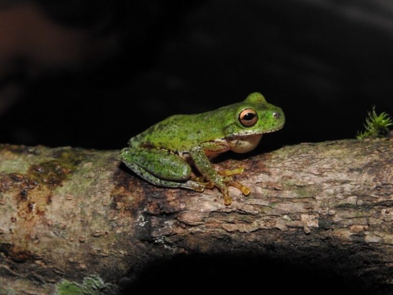 Los anfibios sucumben ante el cambio climático