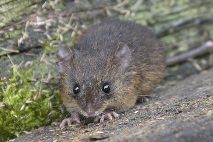 Ecuador: Nueva especie de ratón espinoso