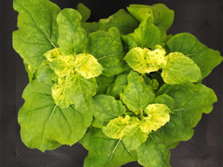 Inactivar genes de plantas de forma no transgénica