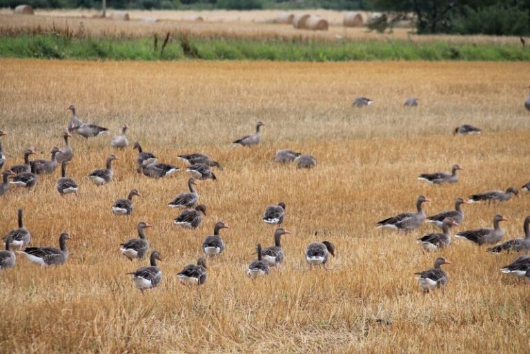 Aves acuáticas 'nocivas' en cultivos y humedales