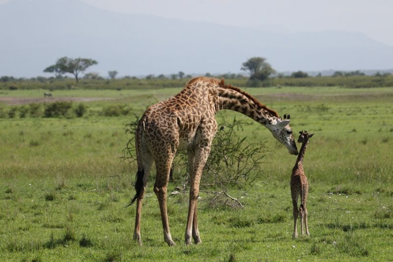 Jirafas: La 'insoportable' caza furtiva