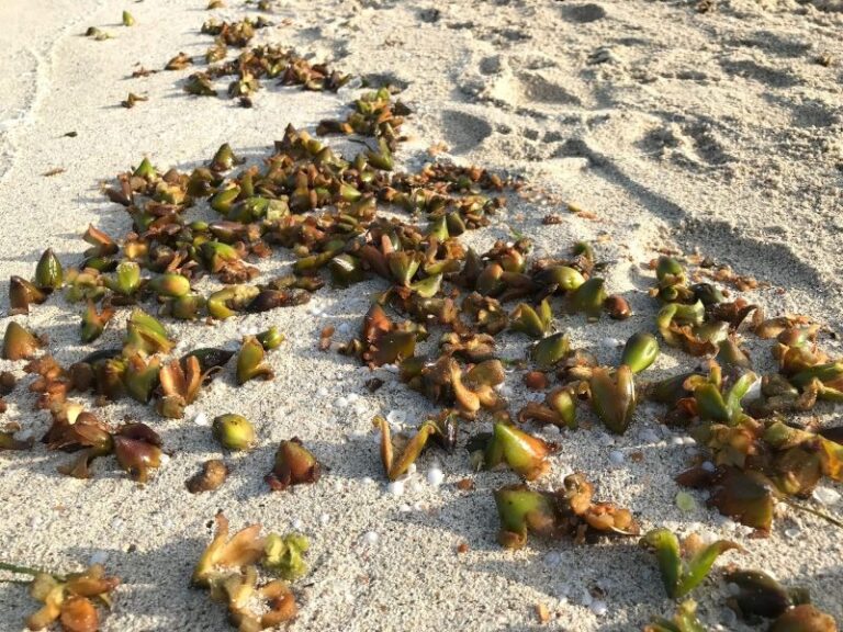 Actualiza tus conocimientos sobre la 'posidonia'