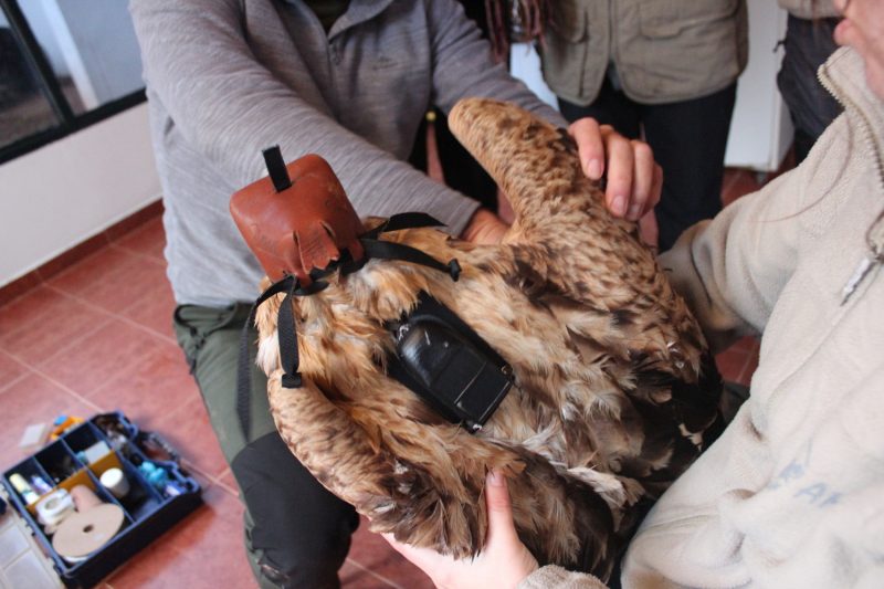 AMUS: Aves y cambio climático