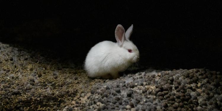 Cunicultura salvaje en España