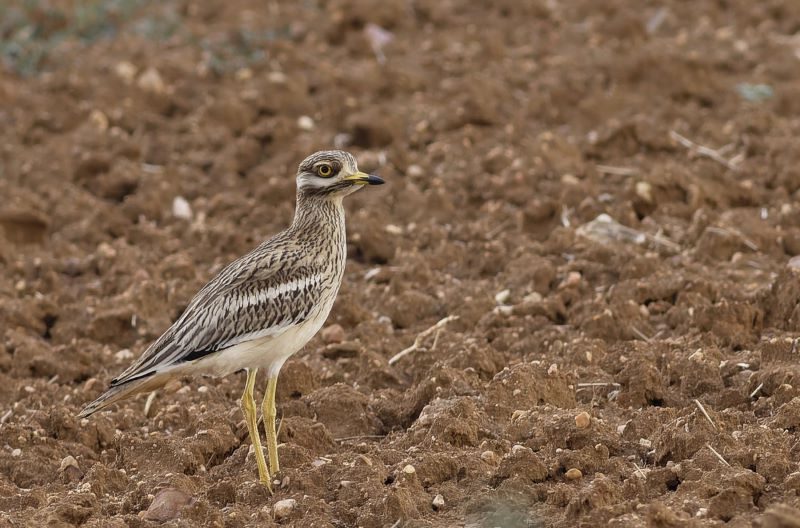 Varias ONG alegan contra regadíos insostenibles en Orense