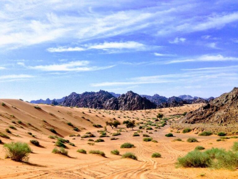 Arabia Saudita albergará el Día del Medio Ambiente 2024