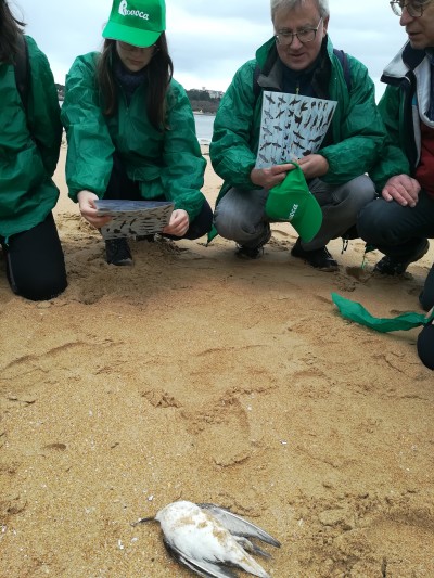 Ave orillada Autor Oriol Alamany 400x533 1