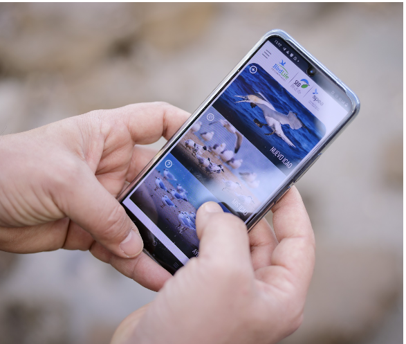 SeaBiL: app contra el daño de nuestros plásticos en aves marinas
