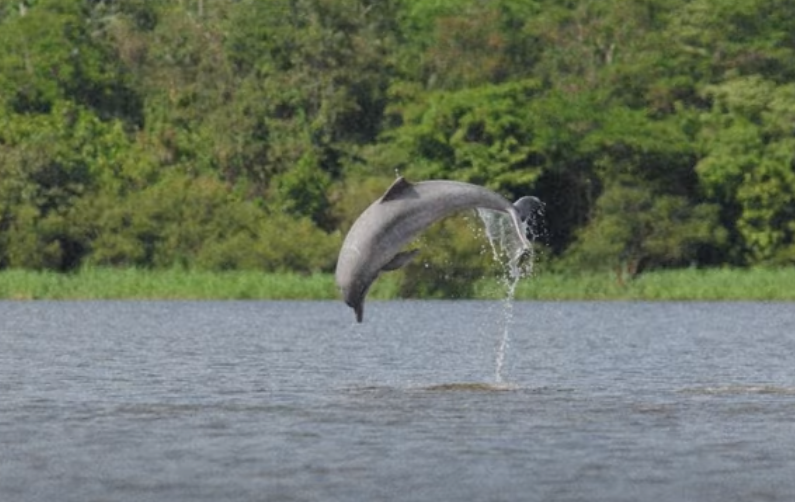 Declaración histórica para salvar a los delfines de río