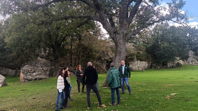 Cómo afecta el cambio climático a las especies forestales