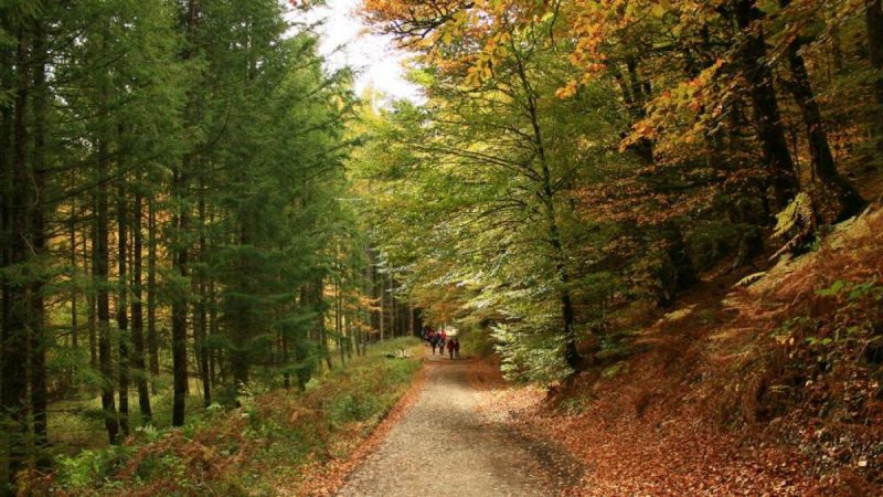 Cómo se puede mejorar la gestión de los bosques de Cataluña