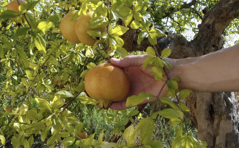 Comunitat Valenciana: Plataforma de alimentos ecológicos