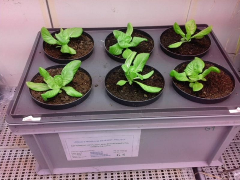 Cultivando lechugas en tu hogar ayudas al medio ambiente