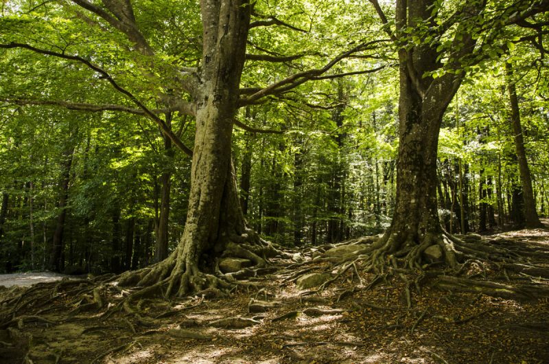 El valor del capital natural de España