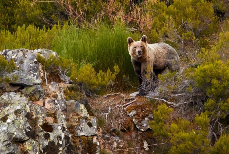 ¿Está garantizada la subsistencia de lobos y osos en España?
