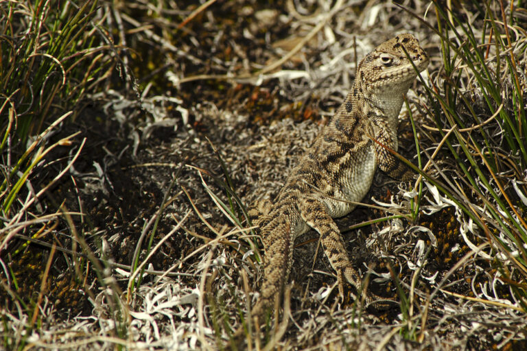 Jararanko o lagartija chacaltaya en 'peligro' por el mercado negro