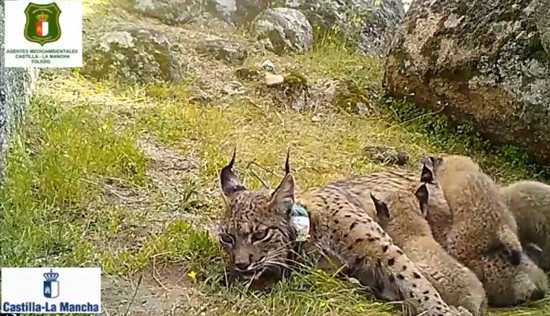 Juicio contra al cazador que 'asesino' al lince hembra Nenúfar