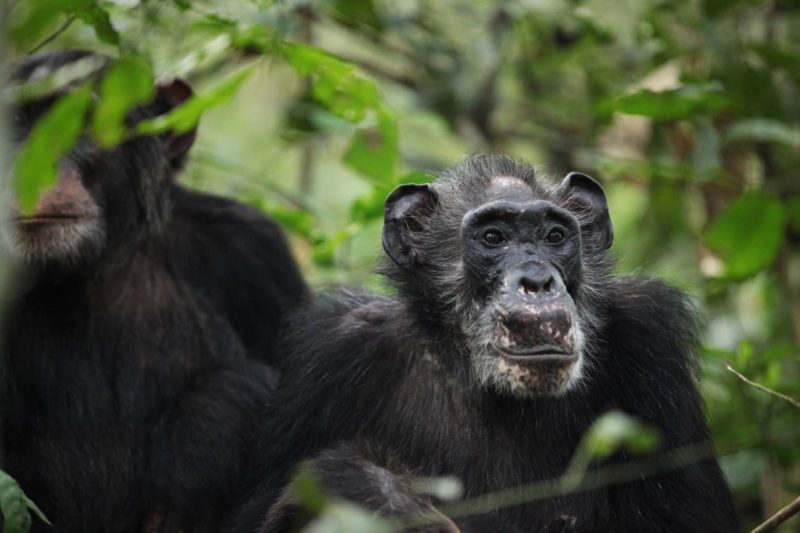 Las chimpancés salvajes y su ciclo menstrual