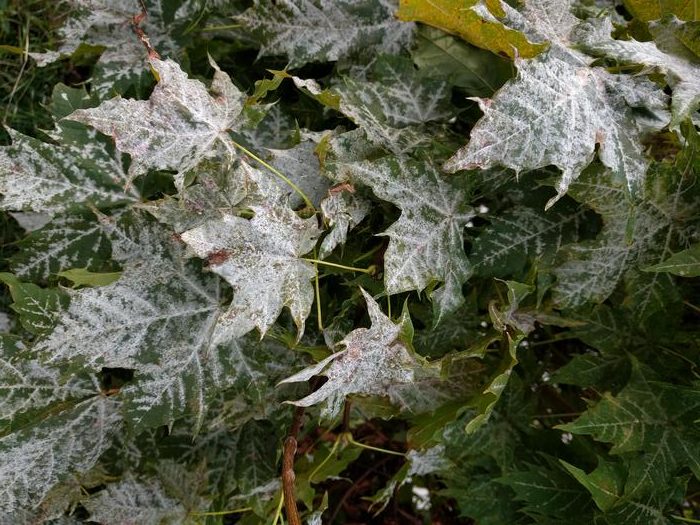 Nuevas enfermedades matan a los árboles de todo el mundo