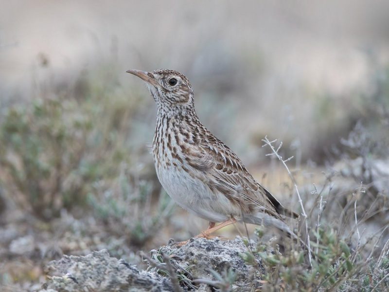 Malas noticias sobre la 'alondra ricotí'