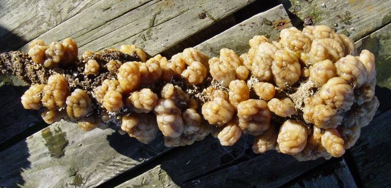 Microbioma: Esta es la 'clave' del éxito de una especie invasora