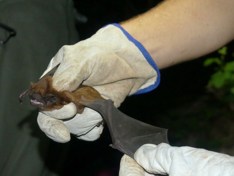Nyctalus lasiopterus