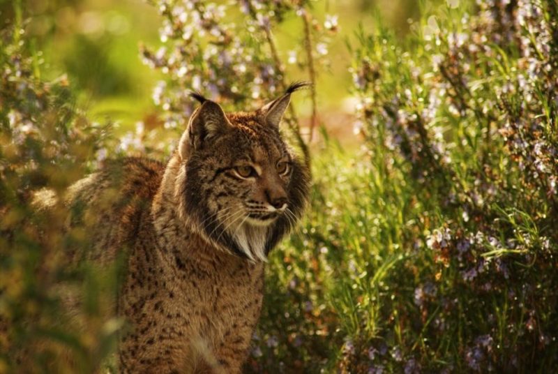 OIKOS acerca al Reino Unido a la conservación del lince ibérico