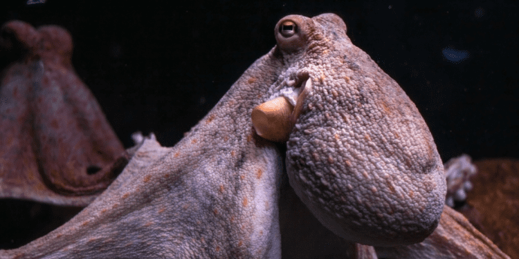 ¿Qué está pasando con la primera granja de pulpos del mundo?