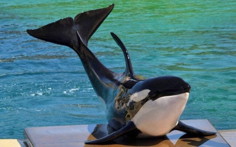 Orca Moana Demasiado joven para morir vieja e1697801255194 1