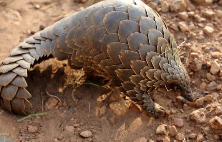 La genética puede salvar al pangolín de la extinción