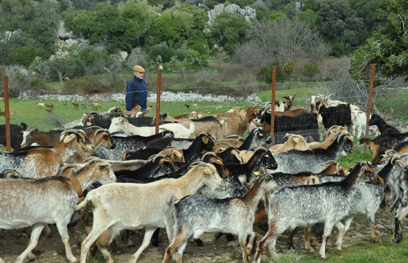 Pastoreo en extensivo: 5 claves para proteger a las aves