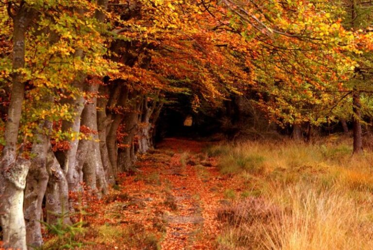 Perdemos 10 millones de hectáreas de bosque cada año