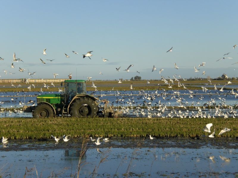 SEOFood: alimentos ecológicos y sostenibles