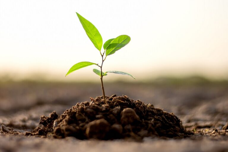 Plantar árboles NO siempre es una buena idea