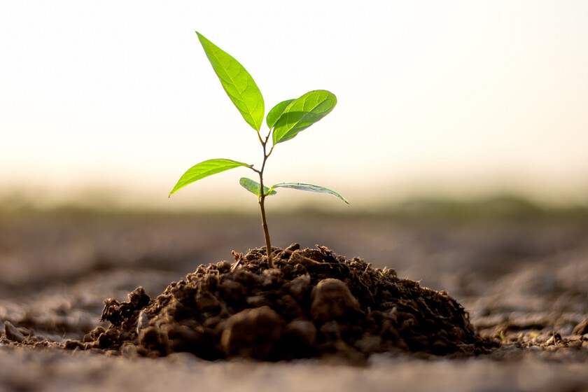 Plantar árboles NO siempre es una buena idea