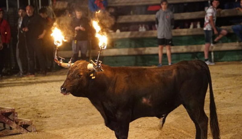 Plataforma 'Prou Correbous'