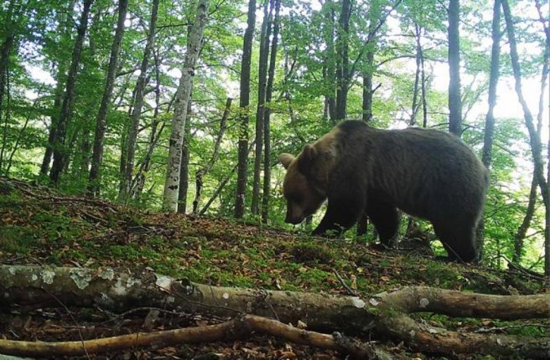 Poblaciones de oso interconectadas