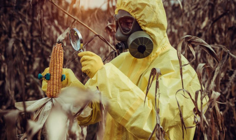 Polémica por la evaluación de las plantas obtenidas por NTG