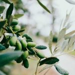 Proyecto LIFE Comp0live: Revalorizar la poda del olivar