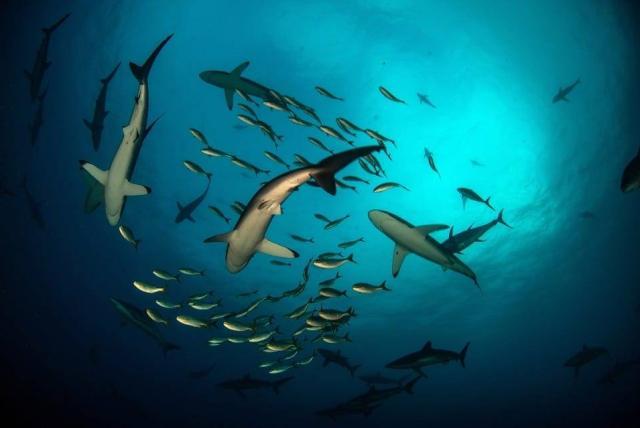 Proyecto para estudiar tiburones en el golfo de Bizkaia