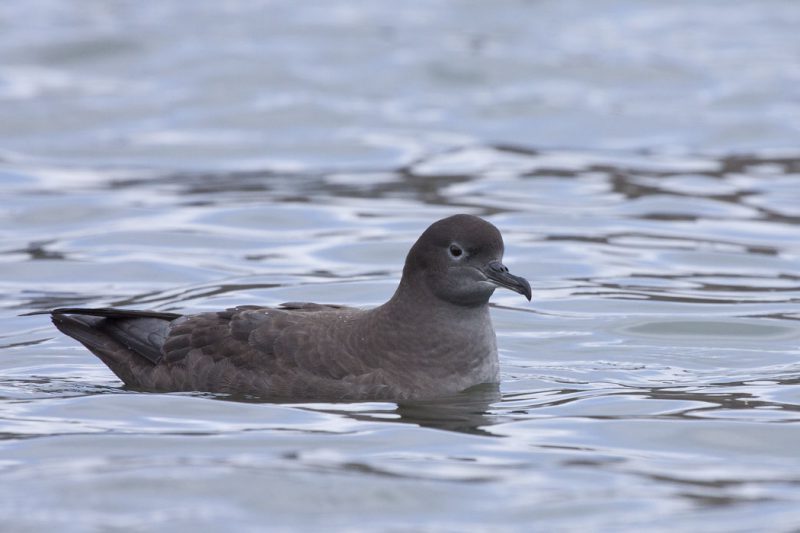 El cambio climático, la pardela marina y el tifón