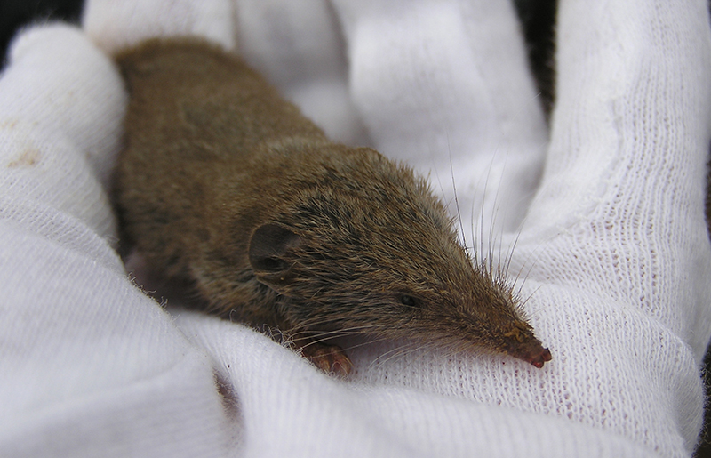Qué pasa con la musaraña canaria